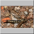 Nephrotoma pratensis - Schnake w06b.jpg